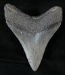 Fossil Megalodon Tooth #13507-2